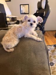 Lost Female Dog last seen Garfield, Milwaukee, WI 53208