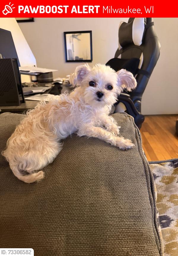 Lost Female Dog last seen Garfield, Milwaukee, WI 53208