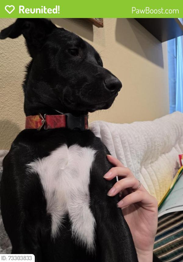 Reunited Male Dog last seen Near Conbar LN, Helotes, TX 78023
