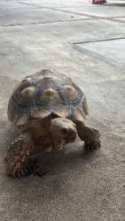Lost Male Reptile last seen nearest cross streets, Baldwin Park, CA 91706