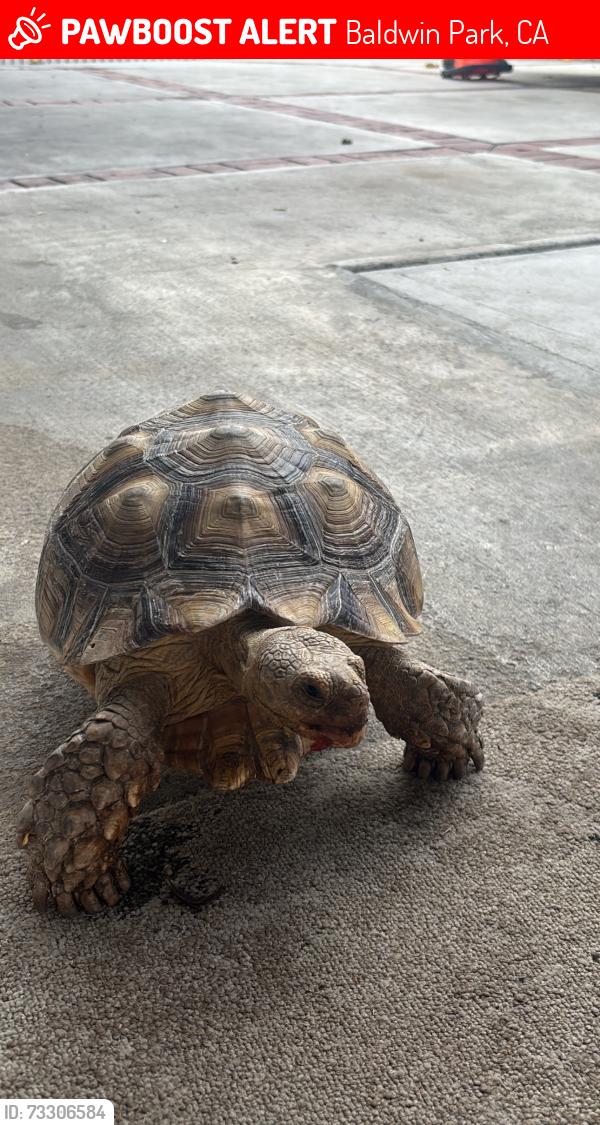 Lost Male Reptile last seen nearest cross streets, Baldwin Park, CA 91706