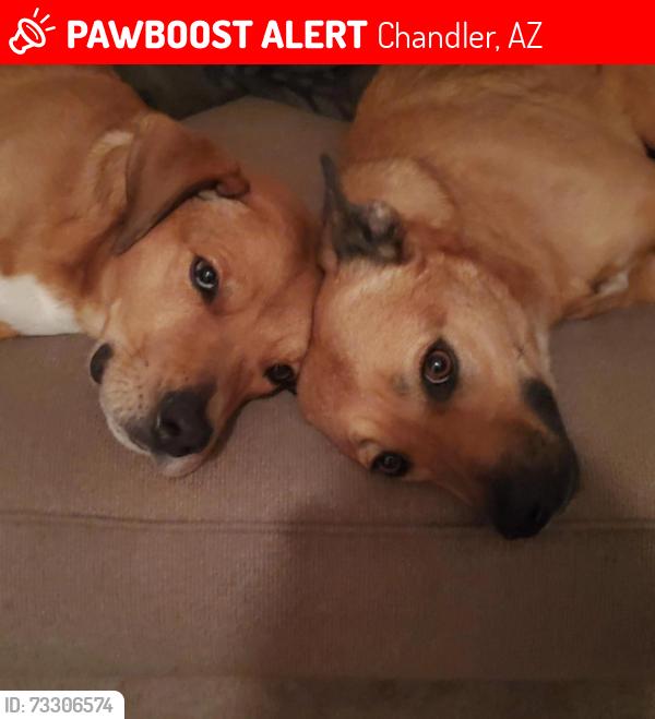 Lost Female Dog last seen Germann and McQueen, Chandler, AZ 85286