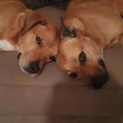 Lost Female Dog last seen Germann and McQueen, Chandler, AZ 85286