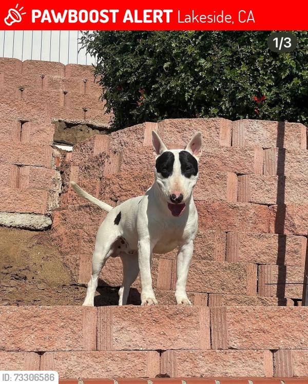 Lost Male Dog last seen El Nopal & Lozita Way, Lakeside, CA 92040