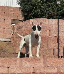 Lost Male Dog last seen El Nopal & Lozita Way, Lakeside, CA 92040