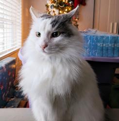 Reunited Male Cat last seen Eddleman Road & S Cannon Blvd, Kannapolis, NC, Kannapolis, NC 28083