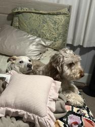 Reunited Male Dog last seen Near sawmills elementary, Sawmills, NC 28630