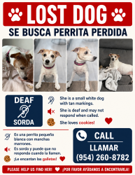 Reunited Female Dog last seen Paradise Village, Davie, Fl, Davie, FL 33325
