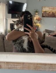 Lost Male Cat last seen Carlile Dr, Carriage Trace Lane, Hwy NC 150, Lexington, NC 27295