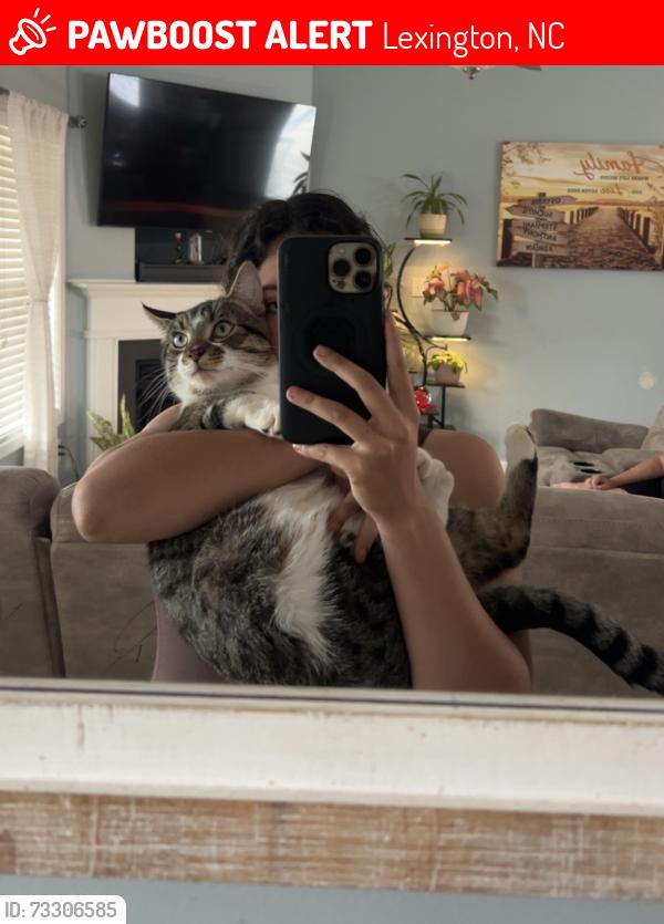Lost Male Cat last seen Carlile Dr, Carriage Trace Lane, Hwy NC 150, Lexington, NC 27295