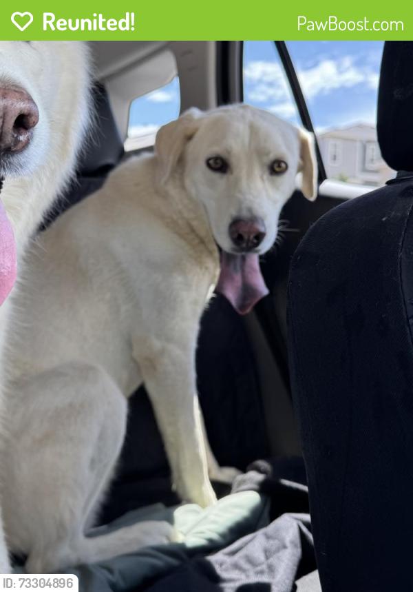 Reunited Female Dog last seen S Andes Cir and Colorado Dr, Aurora, CO 80017