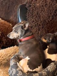 Reunited Male Dog last seen Near hall road, Santa Rosa, CA 95401