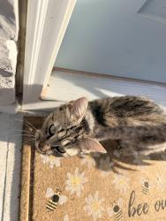 Found/Stray Unknown Cat last seen Near the NEW Food Lion shopping center in Troutman, Troutman, NC 28166