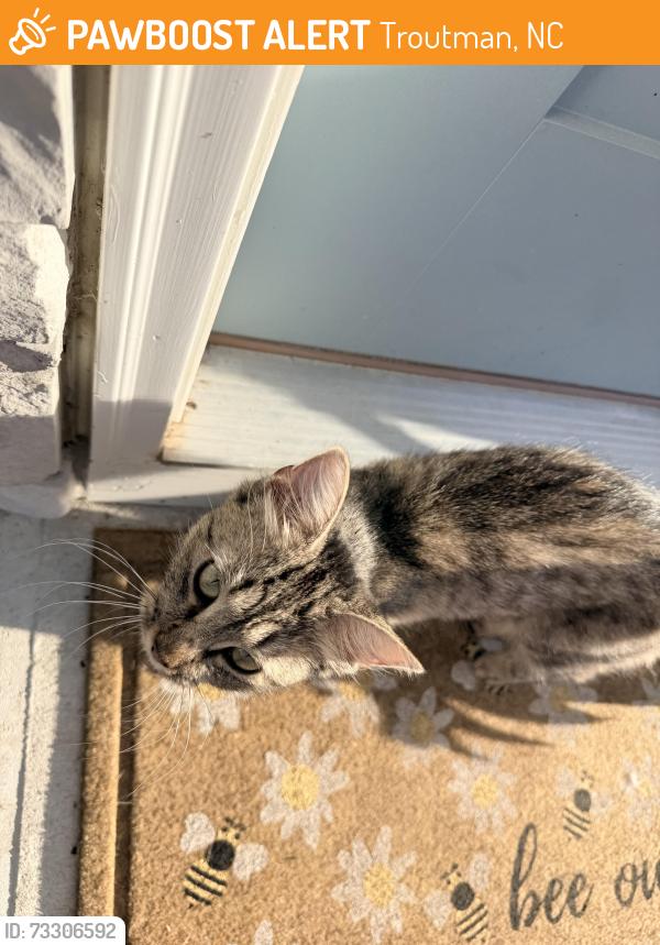 Found/Stray Unknown Cat last seen Near the NEW Food Lion shopping center in Troutman, Troutman, NC 28166