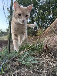 Found/Stray Male Cat last seen Sandhurst dr. Castle Rock, CO, Castle Rock, CO 80104