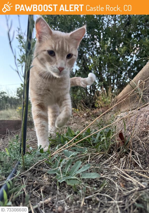 Found/Stray Male Cat last seen Sandhurst dr. Castle Rock, CO, Castle Rock, CO 80104