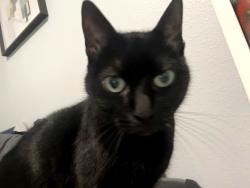 Reunited Female Cat last seen MacFarlane Place, Palmetto, FL 34221