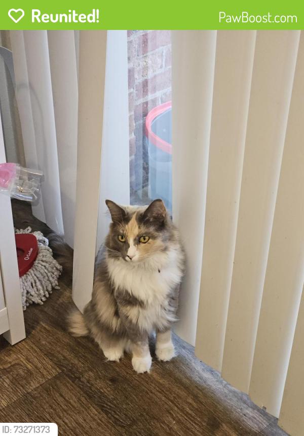 Reunited Female Cat last seen Near kapplewood ct, Charlotte, NC 28226