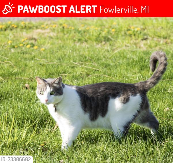 Lost Male Cat last seen Fowlerville rd and Hayner rd, Fowlerville, MI 48836