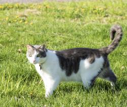 Lost Male Cat last seen Fowlerville rd and Hayner rd, Fowlerville, MI 48836