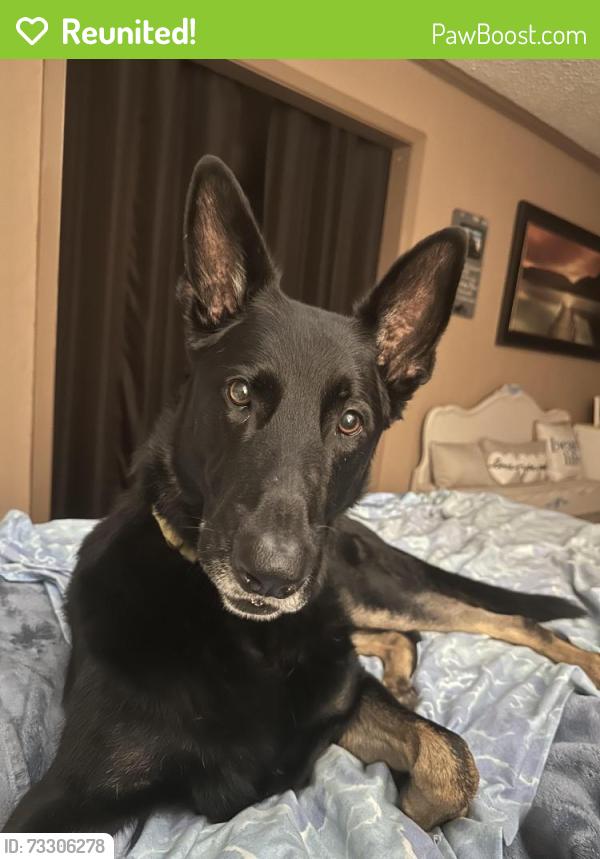 Reunited Male Dog last seen 35th and S. Crysler, Independence, MO 64055