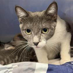 Shelter Stray Female Cat last seen Near BLOCK HOLLYHOCK LN BLOCK, 655 N Mojave Rd, Las Vegas, NV 89101, USA