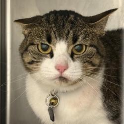 Shelter Stray Female Cat last seen Near BLOCK VEGAS VALLEY DR, LAS VEGAS NV 89121, 655 N Mojave Rd, Las Vegas, NV 89101, USA