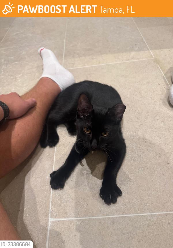 Found/Stray Male Cat last seen S macdill ave, Tampa, FL 33629