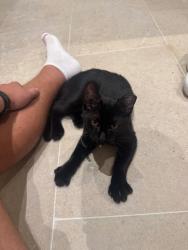 Found/Stray Male Cat last seen S macdill ave, Tampa, FL 33629