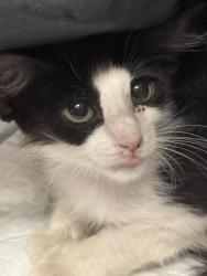 Shelter Stray Female Cat last seen Near BLOCK AVENUE 50, COACHELLA CA 92236, 72050 Pet Land Pl, Thousand Palms, CA 92276, USA