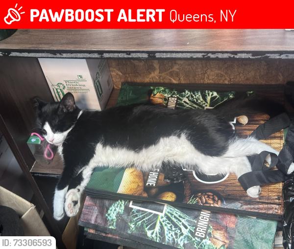 Lost Female Cat last seen Near linden street Ridgewood ny 11385, Queens, NY 11385