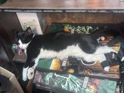 Lost Female Cat last seen Near linden street Ridgewood ny 11385, Queens, NY 11385