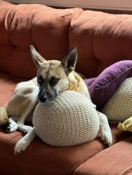 Reunited Female Dog last seen Bingham Rd, Asheville, NC 28806, USA, Asheville, NC 28806