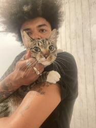 Found/Stray Unknown Cat last seen Minneapolis Greenway, Minneapolis, MN 55407