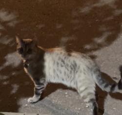 Found/Stray Unknown Cat last seen Woodbridge Avenue, Vaughan, ON L4L 4K9