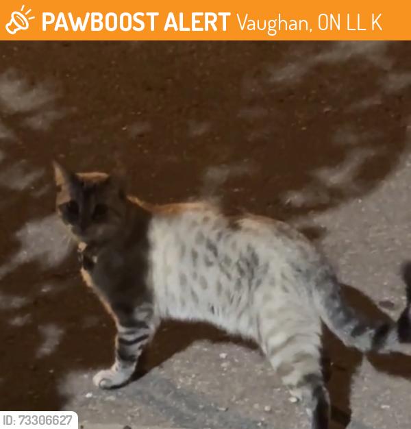 Found/Stray Unknown Cat last seen Woodbridge Avenue, Vaughan, ON L4L 4K9