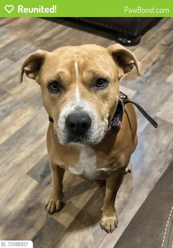 Reunited Female Dog last seen PR 37 and Legion Rd, Lakehills, TX 78056