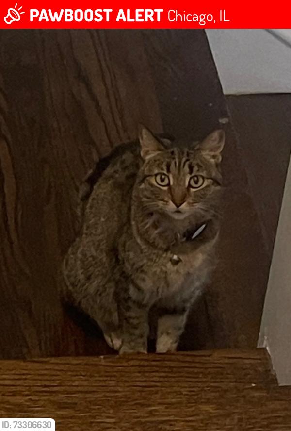Lost Female Cat last seen Montrose and Harding, Chicago, IL 60625