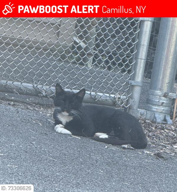 Lost Female Cat last seen Rolling Hills Rd & Kastor Ave, Camillus, NY 13031