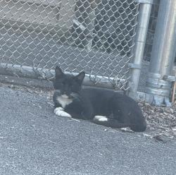 Lost Female Cat last seen Rolling Hills Rd & Kastor Ave, Camillus, NY 13031