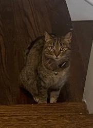 Lost Female Cat last seen Montrose and Harding, Chicago, IL 60625