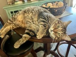 Lost Male Cat last seen Osprey Ridge, Fish Hawk, FL 33547