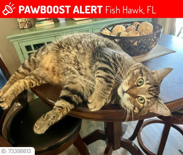 Lost Male Cat last seen Osprey Ridge, Fish Hawk, FL 33547