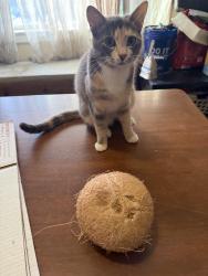 Lost Female Cat last seen Rosa parks and Commercial Ave, Portland, OR 97217