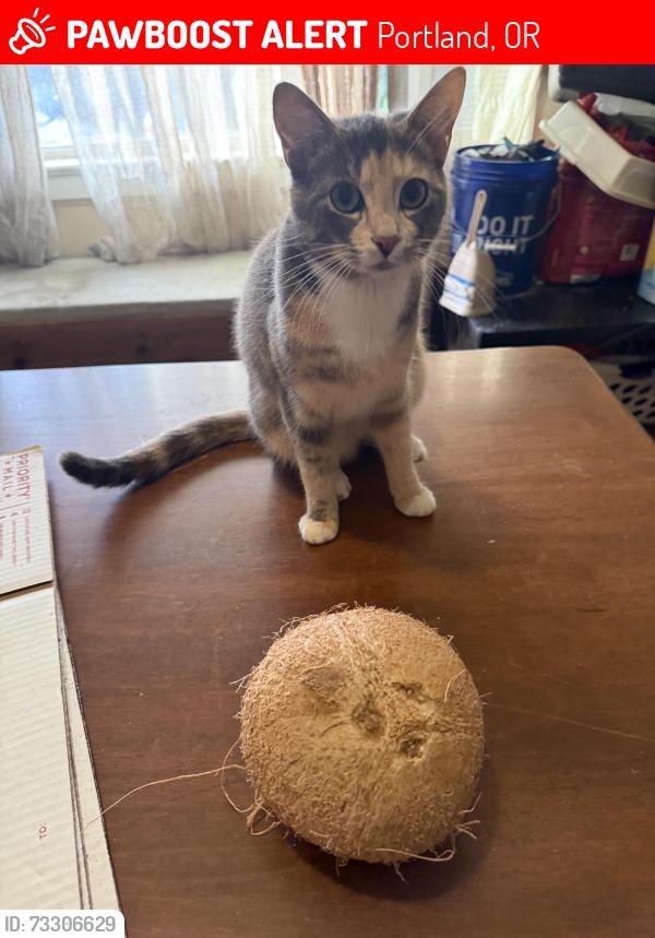 Lost Female Cat last seen Rosa parks and Commercial Ave, Portland, OR 97217
