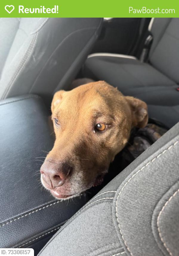 Reunited Male Dog last seen Near horizon star Ln, Richmond, TX 77406