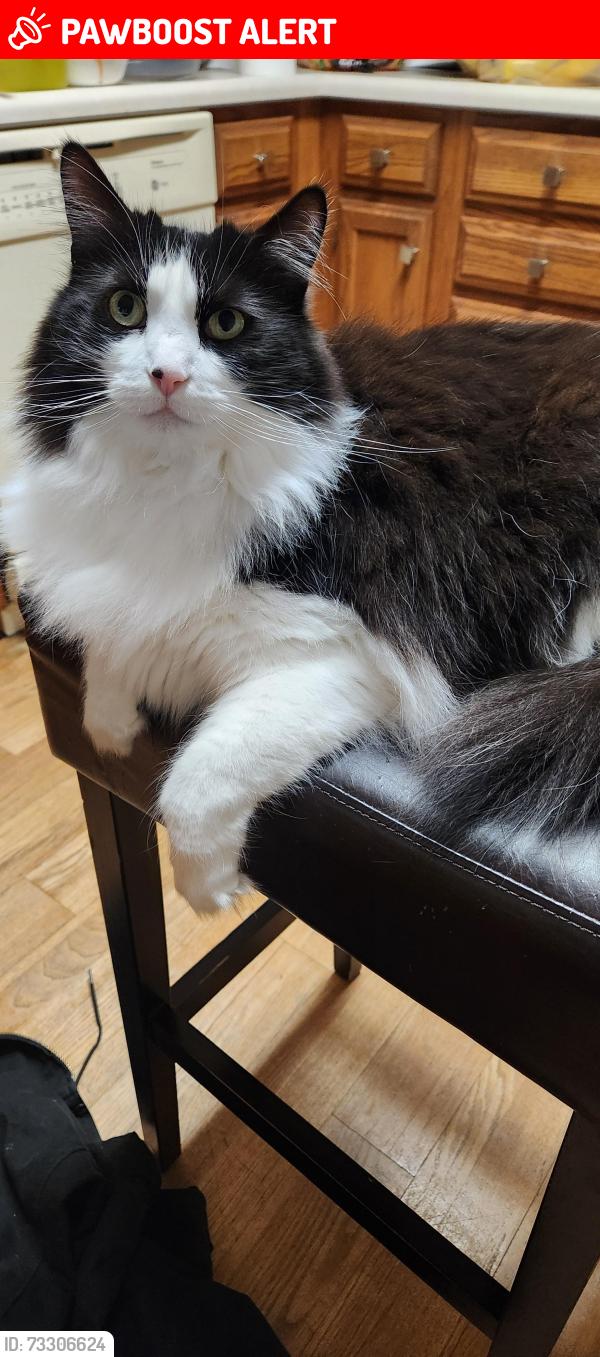 Lost Female Cat last seen Paul Manor & Ramblingridge, West Chester Township, OH 45069