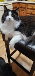 Lost Female Cat last seen Paul Manor & Ramblingridge, West Chester Township, OH 45069
