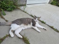 Found/Stray Male Cat last seen Drake blvd, Oakmont Ave, Winnipeg, MB 
