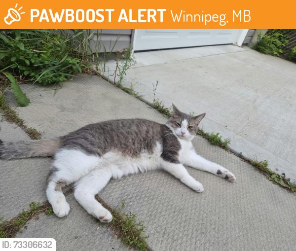 Found/Stray Male Cat last seen Drake blvd, Oakmont Ave, Winnipeg, MB 